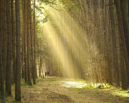 A person taking a calm walk along a green park path in the city